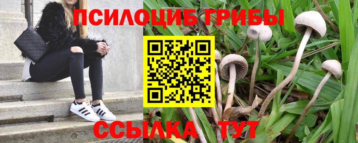 закладка  Галлюциногенные грибы MAGIC MUSHROOMS  Вход с VPN  Тихвин 